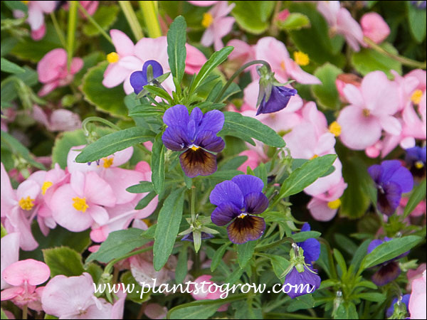 I planted a pink Begonia and Velour Blue Bronze Viola together in an area that received early shade, mid to late morning sun and after noon shade.  They both thrived.
